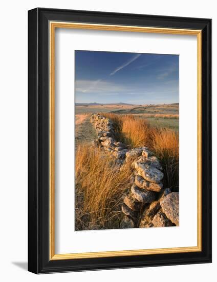 Moorland view with dry stone wall, Dartmoor, Devon, UK-Ross Hoddinott-Framed Photographic Print