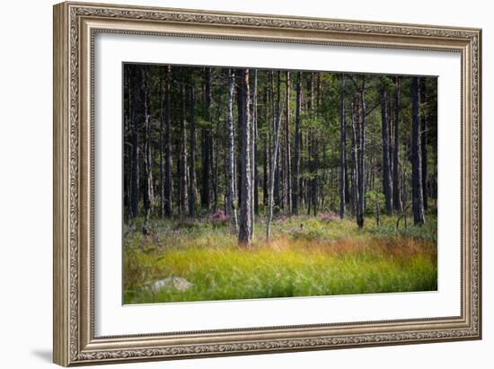 Moorlands, Raised Bog, Gnosjö-Sonja Jordan-Framed Photographic Print