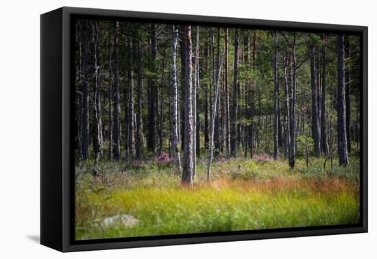 Moorlands, Raised Bog, Gnosjö-Sonja Jordan-Framed Premier Image Canvas