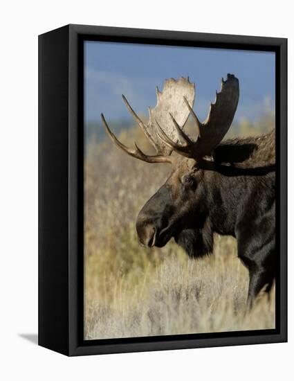 Moose (Alces Alces) Bull, Grand Teton National Park, Wyoming, USA-Rolf Nussbaumer-Framed Premier Image Canvas