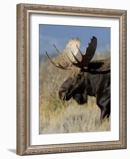 Moose (Alces Alces) Bull, Grand Teton National Park, Wyoming, USA-Rolf Nussbaumer-Framed Photographic Print