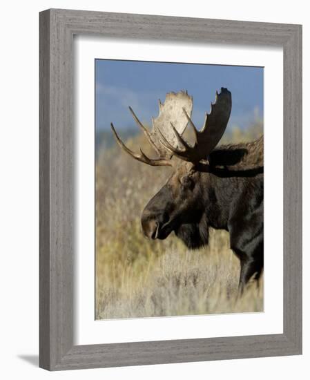 Moose (Alces Alces) Bull, Grand Teton National Park, Wyoming, USA-Rolf Nussbaumer-Framed Photographic Print