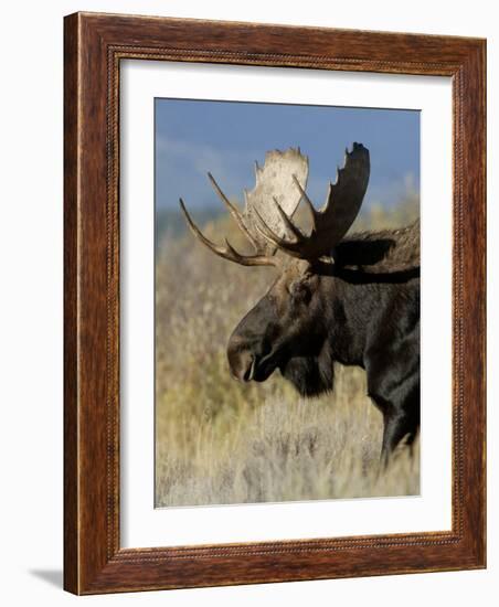 Moose (Alces Alces) Bull, Grand Teton National Park, Wyoming, USA-Rolf Nussbaumer-Framed Photographic Print