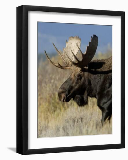 Moose (Alces Alces) Bull, Grand Teton National Park, Wyoming, USA-Rolf Nussbaumer-Framed Photographic Print