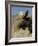 Moose (Alces Alces) Bull, Grand Teton National Park, Wyoming, USA-Rolf Nussbaumer-Framed Photographic Print