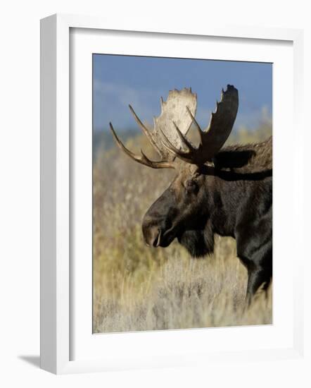 Moose (Alces Alces) Bull, Grand Teton National Park, Wyoming, USA-Rolf Nussbaumer-Framed Photographic Print