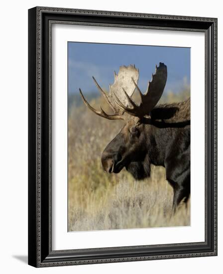 Moose (Alces Alces) Bull, Grand Teton National Park, Wyoming, USA-Rolf Nussbaumer-Framed Photographic Print