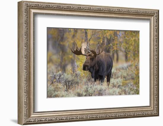 Moose, Alces alces, bull in fall, Grand Teton National Park, Wyoming-Richard & Susan Day-Framed Photographic Print