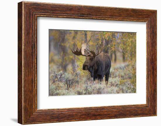 Moose, Alces alces, bull in fall, Grand Teton National Park, Wyoming-Richard & Susan Day-Framed Photographic Print