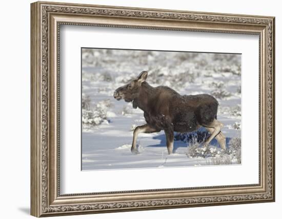 Moose (Alces Alces) Calf on a Winter Morning-James Hager-Framed Photographic Print