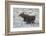 Moose (Alces Alces) Calf on a Winter Morning-James Hager-Framed Photographic Print