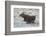 Moose (Alces Alces) Calf on a Winter Morning-James Hager-Framed Photographic Print