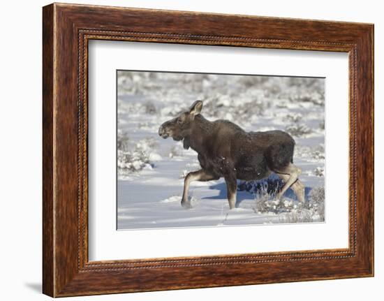 Moose (Alces Alces) Calf on a Winter Morning-James Hager-Framed Photographic Print