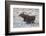 Moose (Alces Alces) Calf on a Winter Morning-James Hager-Framed Photographic Print