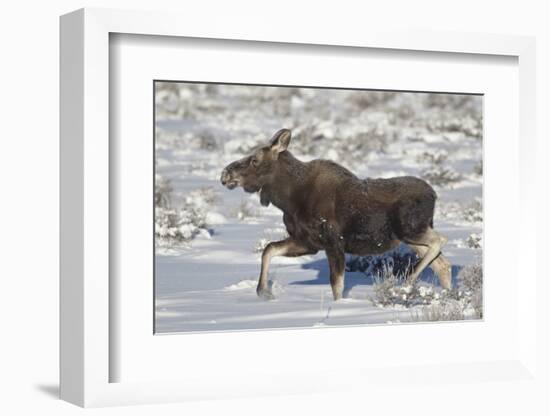 Moose (Alces Alces) Calf on a Winter Morning-James Hager-Framed Photographic Print