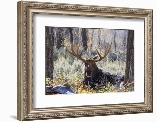 Moose (Alces Alces), Gros Ventre Valley, Grand Tetons National Park, Wyoming, U.S.A.-Gary Cook-Framed Photographic Print