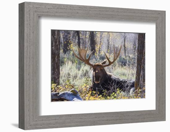 Moose (Alces Alces), Gros Ventre Valley, Grand Tetons National Park, Wyoming, U.S.A.-Gary Cook-Framed Photographic Print