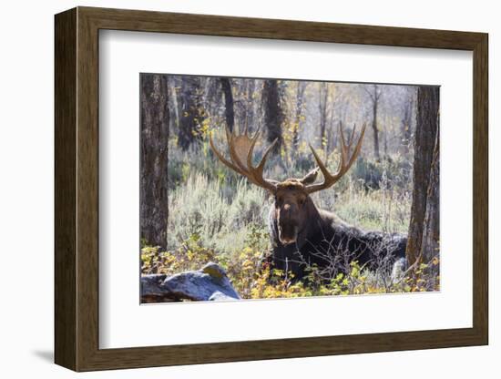 Moose (Alces Alces), Gros Ventre Valley, Grand Tetons National Park, Wyoming, U.S.A.-Gary Cook-Framed Photographic Print