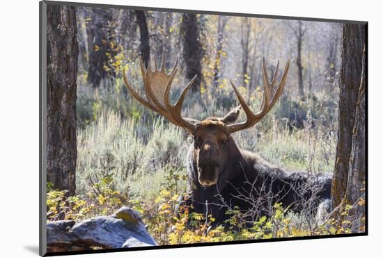 Moose (Alces Alces), Gros Ventre Valley, Grand Tetons National Park, Wyoming, U.S.A.-Gary Cook-Mounted Photographic Print