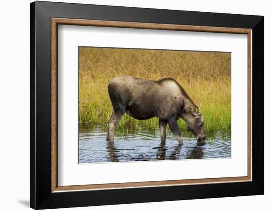 Moose (Alces alces), Kenai Peninsula, Alaska, USA.-Michael DeFreitas-Framed Photographic Print