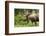 Moose (Alces alces), Kenai Peninsula, Alaska, USA.-Michael DeFreitas-Framed Photographic Print