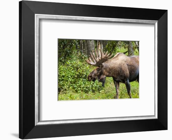 Moose (Alces alces), Kenai Peninsula, Alaska, USA.-Michael DeFreitas-Framed Photographic Print