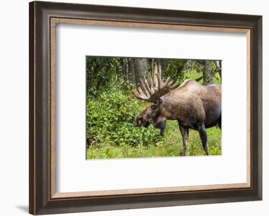 Moose (Alces alces), Kenai Peninsula, Alaska, USA.-Michael DeFreitas-Framed Photographic Print