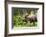 Moose (Alces alces), Kenai Peninsula, Alaska, USA.-Michael DeFreitas-Framed Photographic Print