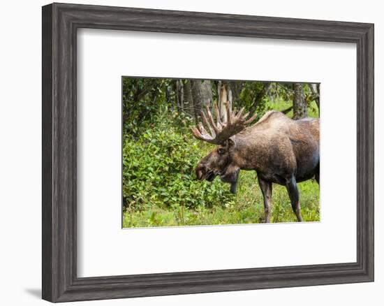 Moose (Alces alces), Kenai Peninsula, Alaska, USA.-Michael DeFreitas-Framed Photographic Print