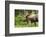 Moose (Alces alces), Kenai Peninsula, Alaska, USA.-Michael DeFreitas-Framed Photographic Print