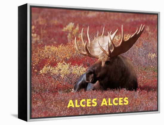 Moose (Alces Alces)-Dee Ann Pederson-Framed Stretched Canvas