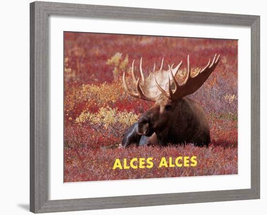 Moose (Alces Alces)-Dee Ann Pederson-Framed Art Print