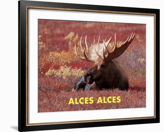 Moose (Alces Alces)-Dee Ann Pederson-Framed Art Print