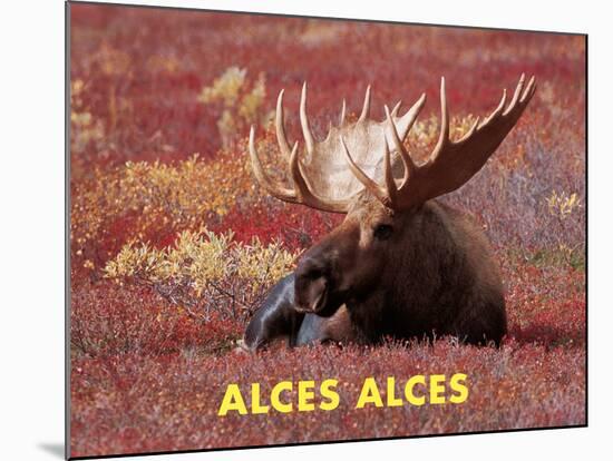 Moose (Alces Alces)-Dee Ann Pederson-Mounted Art Print