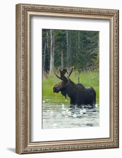 Moose Alert-Orah Moore-Framed Art Print