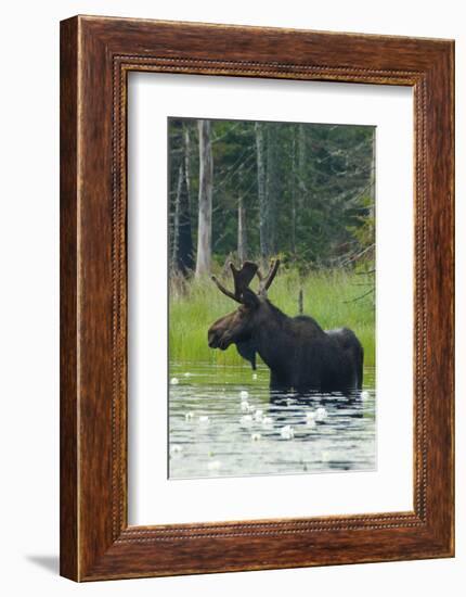 Moose Alert-Orah Moore-Framed Art Print