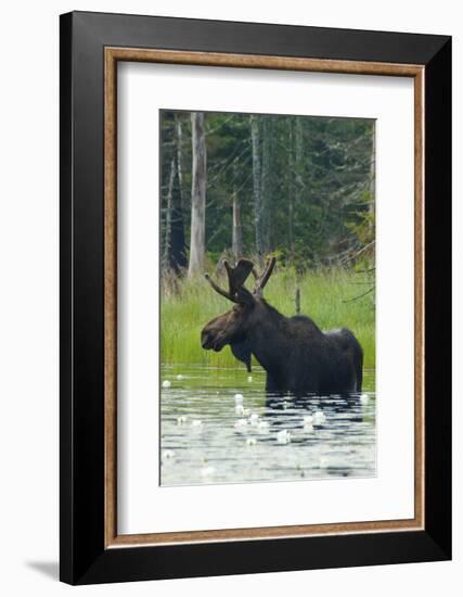 Moose Alert-Orah Moore-Framed Art Print