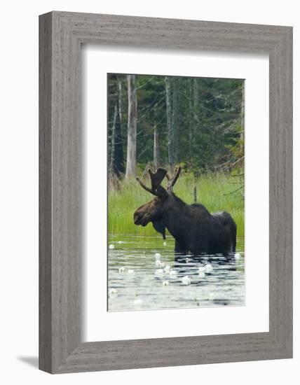 Moose Alert-Orah Moore-Framed Art Print