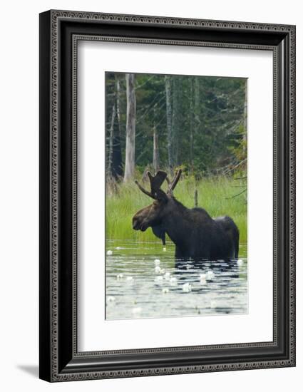 Moose Alert-Orah Moore-Framed Art Print