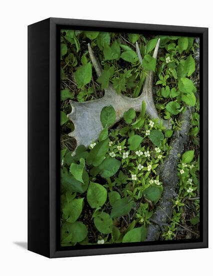 Moose Antler in Bunchberry Flowers at Springtime, Isle Royale National Park, Michigan, USA-Mark Carlson-Framed Premier Image Canvas