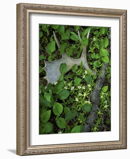 Moose Antler in Bunchberry Flowers at Springtime, Isle Royale National Park, Michigan, USA-Mark Carlson-Framed Photographic Print