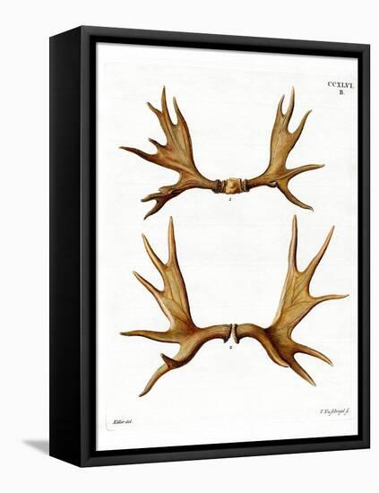 Moose Antlers-null-Framed Premier Image Canvas