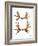 Moose Antlers-null-Framed Giclee Print