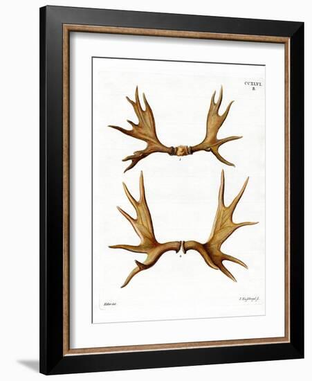 Moose Antlers-null-Framed Giclee Print