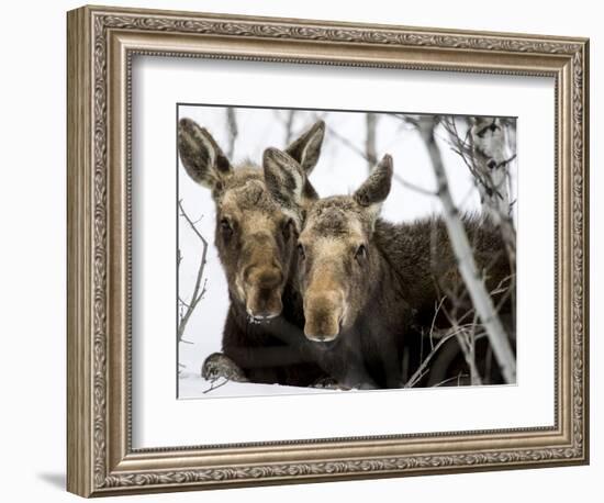 Moose at Grand Teton National Park, Wyoming, USA-Tom Norring-Framed Photographic Print