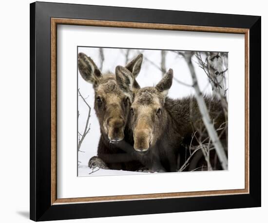 Moose at Grand Teton National Park, Wyoming, USA-Tom Norring-Framed Photographic Print