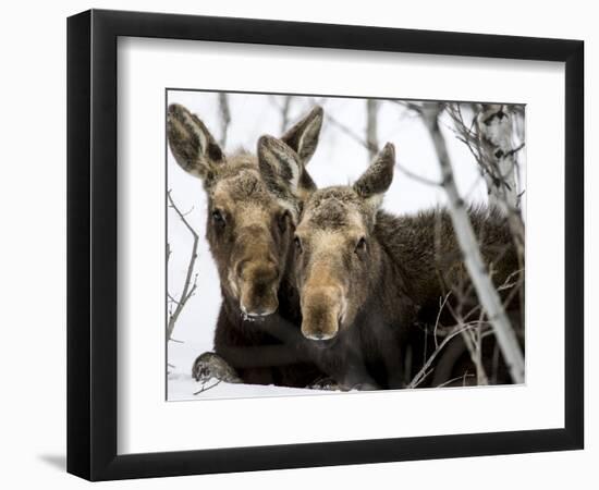 Moose at Grand Teton National Park, Wyoming, USA-Tom Norring-Framed Photographic Print