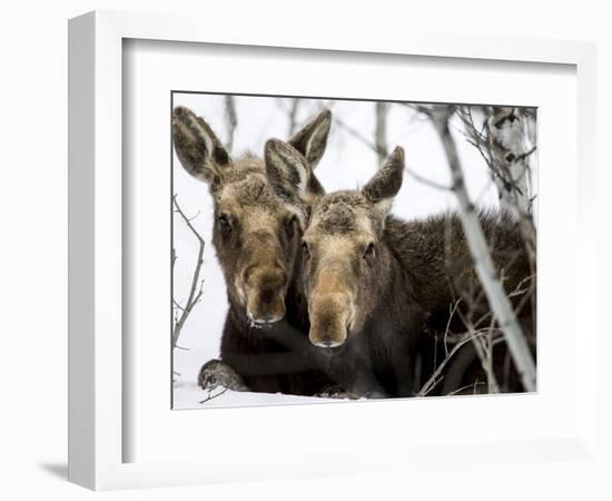 Moose at Grand Teton National Park, Wyoming, USA-Tom Norring-Framed Photographic Print