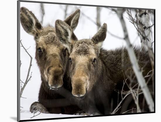 Moose at Grand Teton National Park, Wyoming, USA-Tom Norring-Mounted Photographic Print