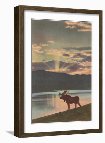 Moose at Sunset, Montana-null-Framed Art Print